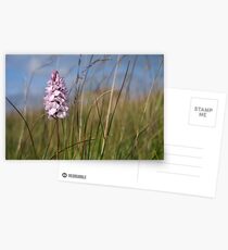 Spotted Orchid, Portnoo, Co. Donegal Postcards