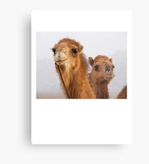 Camels Metal Print