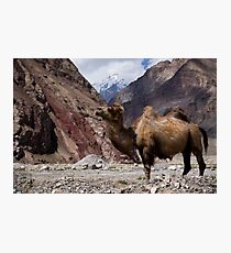 Camel on the Karakoram Highway Photographic Print