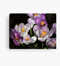 Congregating Crocuses Leinwanddruck