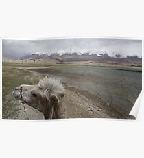Camel at Lake Kara Kul Poster