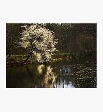 Bloom Photographic Print