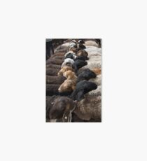 Sheep Art Board