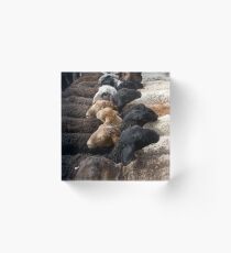 Sheep Acrylic Block
