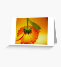 Orange Delight Greeting Card