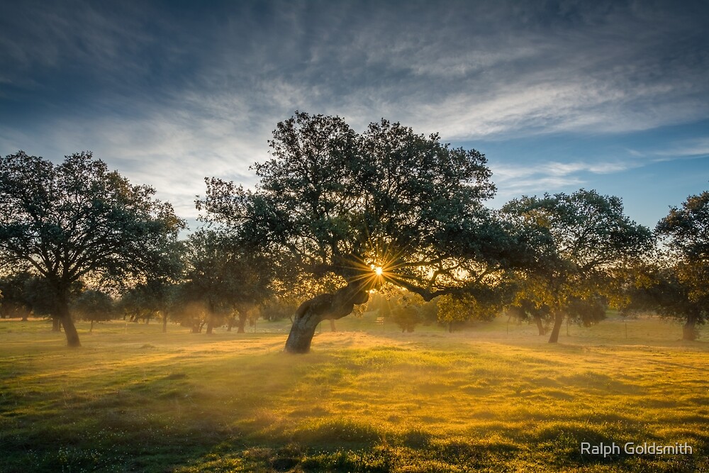 Sunrise, mist and trees in Andalucia  by Ralph Goldsmith