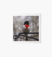 Rose Breasted Grosbeak Art Board