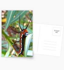standing tall Postcards