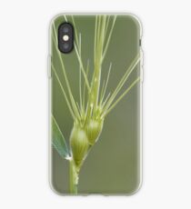 Ovate goatgrass (Aegilops geniculata) iPhone Case