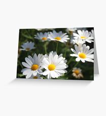 Margaret flowers, flowers, summer flowers, awesome flowers, Greeting Card