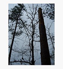 11 Photographic Print