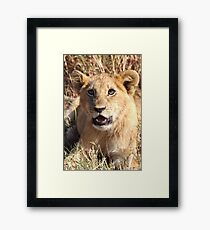 Lion Cub Resting, Maasai Mara, Kenya Framed Print