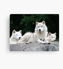 Leader of the pack Canvas Print