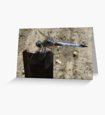 Blue Skimmer Dragonfly Greeting Card