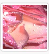 water on rose petals Sticker