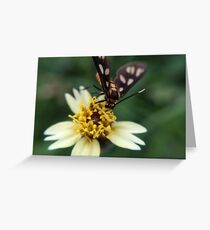 Macro Photography Insect on flower Greeting Card