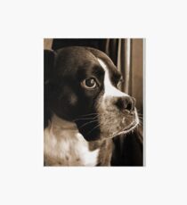 Arwen By The Window -Boxer Dogs Series- Art Board