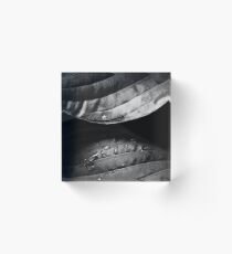 Hosta Acrylic Block