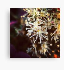 Macro Flower 2 Canvas Print