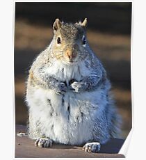 I'm not fat I'm insulating for the winter Poster