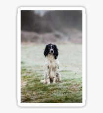English SPringer Spaniel Sticker