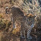 «Belleza del leopardo» de Richard Shakenovsky