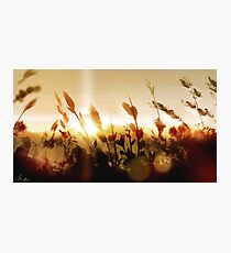 Golden Sun 2 Photographic Print