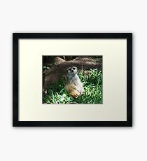 Flower Look-a-Like? Framed Print