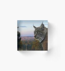 Bloque acrílico Gato montés