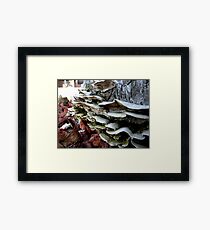 Fungus Framed Print