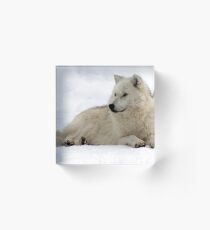 Lone Arctic Wolf. Acrylic Block