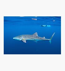 Whale Shark Photographic Print