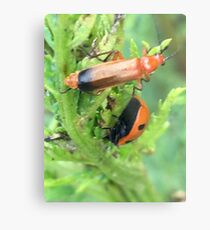 Soldier beetle Vs Ladybird Who Won? Metal Print