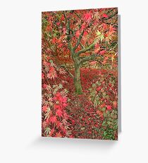 Acer at Westonbirt Greeting Card