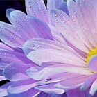 «Sol dentro» de Laurie Minor