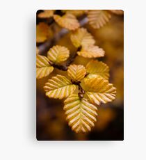 Fagus Canvas Print