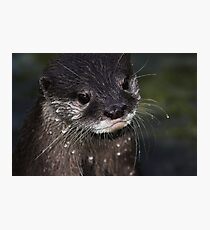 Lámina fotográfica Wet Whiskers