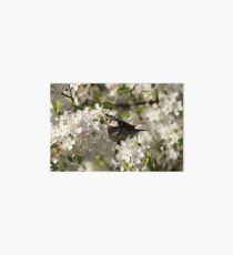 Male house sparrow and spring blossoms Art Board