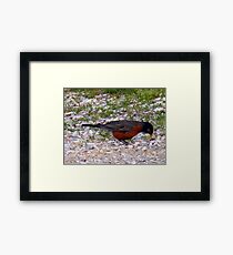 scavenger Framed Print