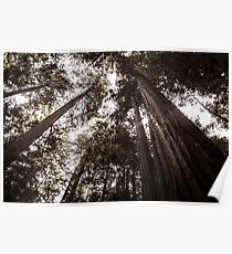 Redwood Giants Poster