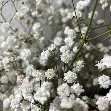 Gypsophila | Poster