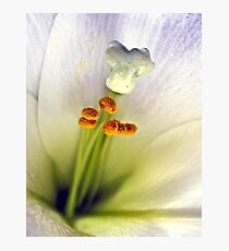 Stamen Photographic Print