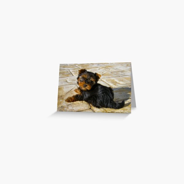 Our Guard Dog Tara Greeting Card