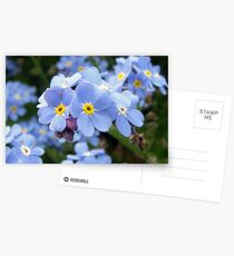 Forget-me-not Postkarten