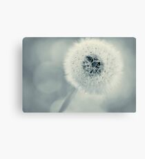 dandelion blues Canvas Print