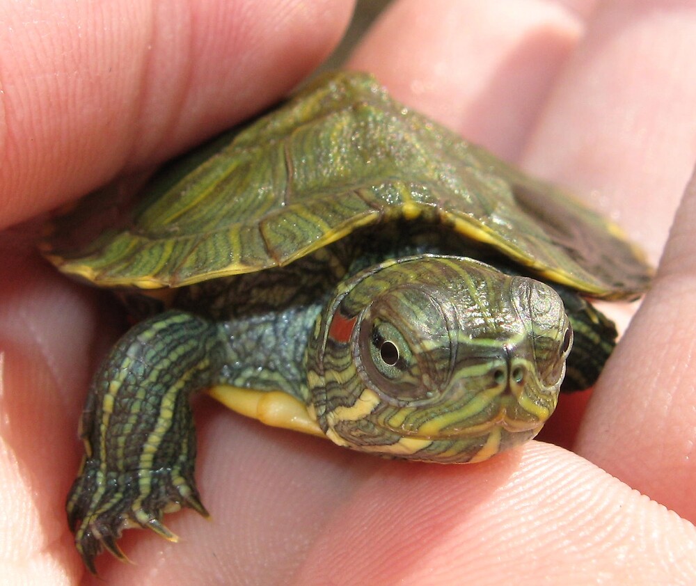  Baby Turtle By Taylor Russell Redbubble