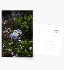 Water forget-me-not (Myosotis scorpioides) Postcards