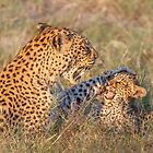 «Copiar gato» de Owed To Nature