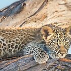 «Cub Time Out» de Owed To Nature