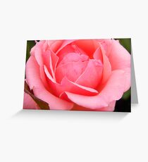 Blushing Rose Greeting Card